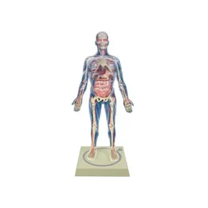 Réduction LINDBERG maquette 76009 Le corps humain Homme